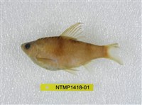 藏品(條紋二鬚魞)的圖片